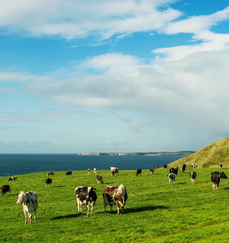 Paddock of cows